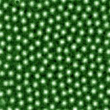 Vortex (en blanc) observés dans un supraconducteur de type II, ici du NbSe2<br/>Crédits : <a href='http://www.fys.uio.no/super/'>Laboratoire de supraconductivité, université d'Oslo</a>